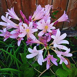 花,花園,開花
