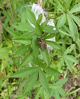 昆蟲,bug,bug 昆蟲