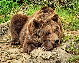 熊,馬熊,野生動物