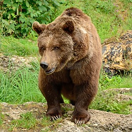 熊,馬熊,野生動物