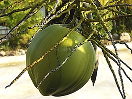 椰子,椰子樹,關閉