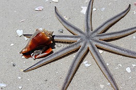 動物,海灘,海星