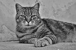 貓咪,動物醫(yī)院,動物