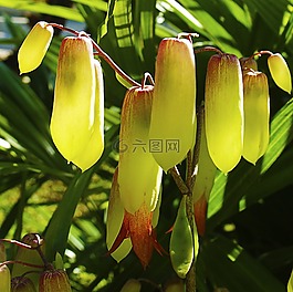 黃色,開花,光明