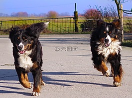 bernese 山狗,竞赛,运行