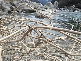 漂流木,河,干涸的河床