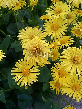 花,黃色,黃色花
