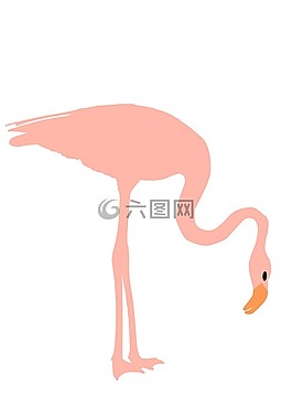 火烈鳥,粉紅色,鳥