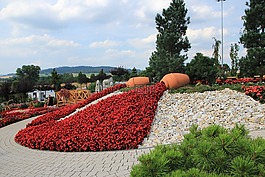 公園,鮮花,花園