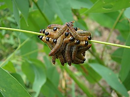 catapillars,蠕蟲,束