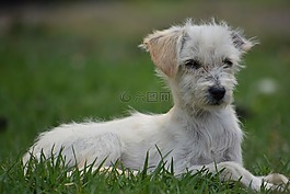 犬,動(dòng)物界,很好