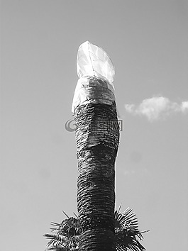 帕爾馬,藥劑,瑪麗娜迪馬薩
