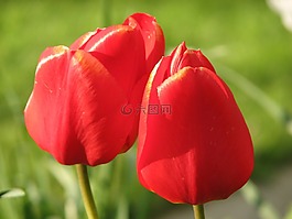 郁金香,紅色,花
