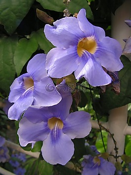 鮮花,藍(lán)色,攀登