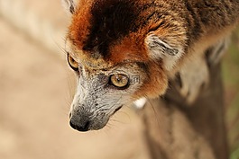 kroonmaki,動物,性質