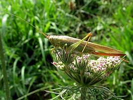 蚱蜢,昆蟲(chóng),動(dòng)物