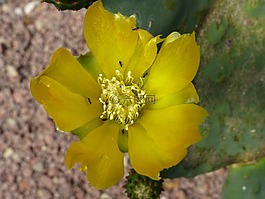 仙人掌,花,花园
