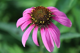 松果菊,花,花園