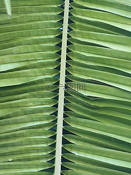 棕櫚葉,葉子,茂盛