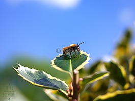 蜜蜂,葉子,性質(zhì)
