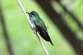 鳥,蜂鳥,小