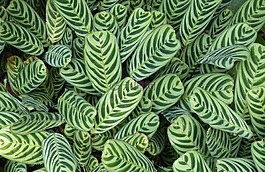 葉子,自然,植物