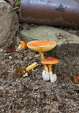 蘑菇,毒蕈,野生草