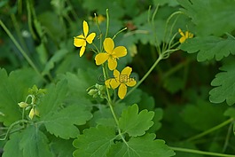 更多 celandine,花園,廠