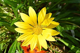 花,黃色,夏季