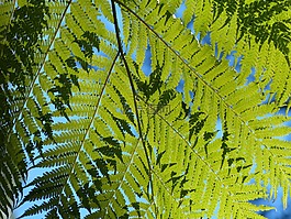 蕨類植物,綠色,葉子