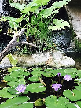 池,花,植物