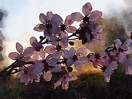 水彩,花,盛开