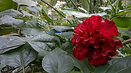花,紅色,玫瑰