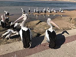 鵜鶘,海,鳥
