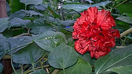 花,紅色,玫瑰
