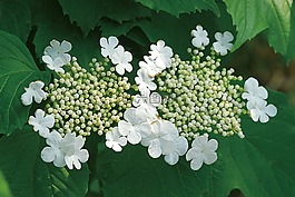 把鞋子放,植物,歐洲莢蒾