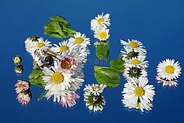 雛菊,花,開(kāi)花