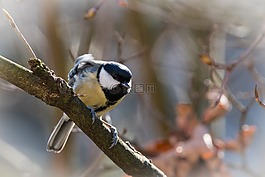 山雀,鳴鳥,鳥