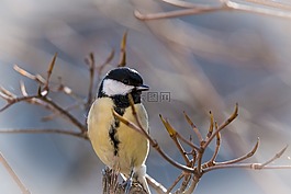 山雀,鳴鳥,鳥