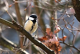 山雀,鳴鳥,鳥