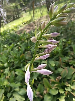 秋天,花朵,植物