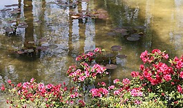 花,漆,自然
