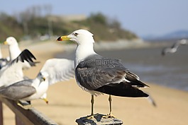 海鷗,潮汐,ganghwado