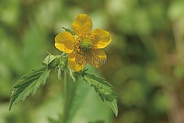 baemmu,鮮花,植物