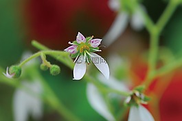 虎耳草,植物,鲜花