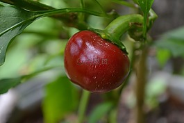 櫻桃紅辣椒,辣椒,胡椒