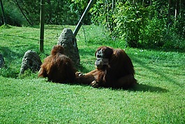 猩猩,動(dòng)物園,猿