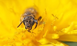 昆蟲,廠,性質(zhì)