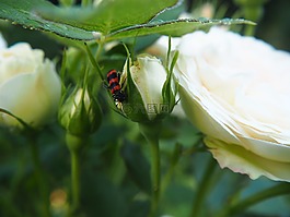 白玫瑰,花,花園