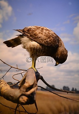 鳥,鷹,自然